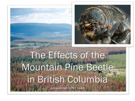 A research study by Will Ondrik The Effects of the Mountain Pine Beetle in British Columbia.