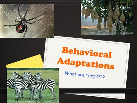 Behavioral Adaptations