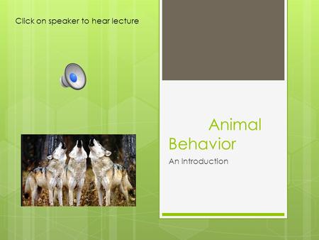 Animal Behavior An Introduction Click on speaker to hear lecture.