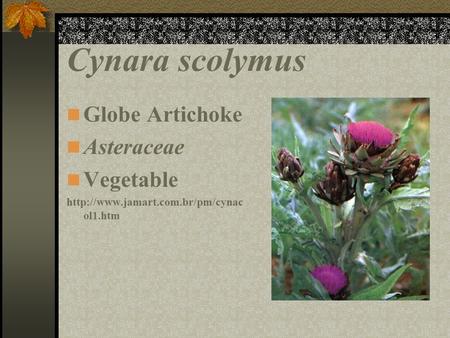 Cynara scolymus Globe Artichoke Asteraceae Vegetable  ol1.htm.