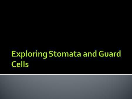  Stomata are microscopic holes in a plant leaf  These holes are located on the underside of the leaf.