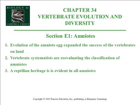 CHAPTER 34 VERTEBRATE EVOLUTION AND DIVERSITY Copyright © 2002 Pearson Education, Inc., publishing as Benjamin Cummings Section E1: Amniotes 1.Evolution.