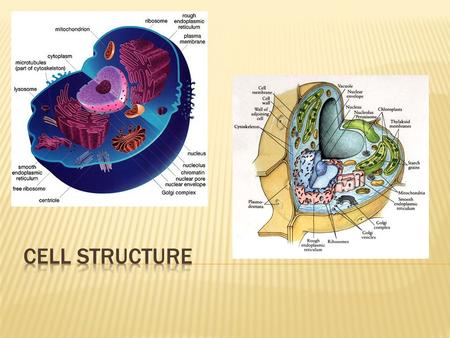  Enormous variety in the size and shape of different cells  Smallest cells belong to group of organisms  Mycoplasma  Only about 0.2 µm in diameter.