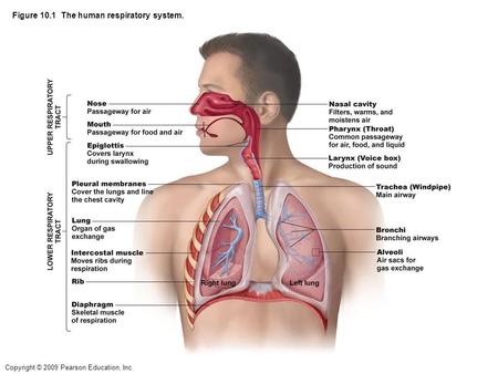 Figure 10.1 The human respiratory system.