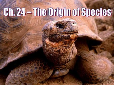 Ch. 24 – The Origin of Species