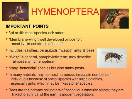 IMPORTANT POINTS 3rd or 4th most species-rich order. “Membrane-wing”; well developed ovipositor; most live in constructed “nests”. Includes: sawflies,