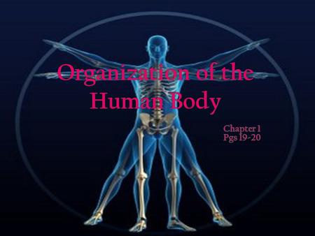 Organization of the Human Body