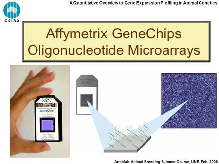 A Quantitative Overview to Gene Expression Profiling in Animal Genetics Armidale Animal Breeding Summer Course, UNE, Feb. 2006 Affymetrix GeneChips Oligonucleotide.