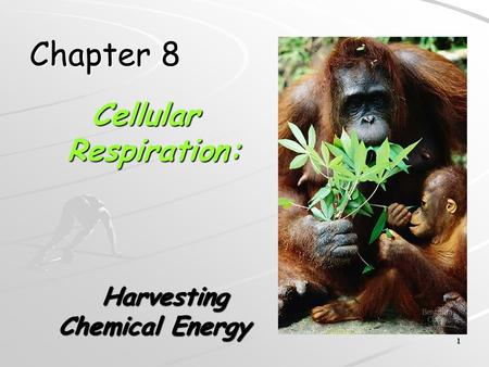 Cellular Respiration: Harvesting Chemical Energy