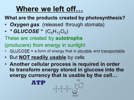 Where we left off… Oxygen gas (released through stomata)