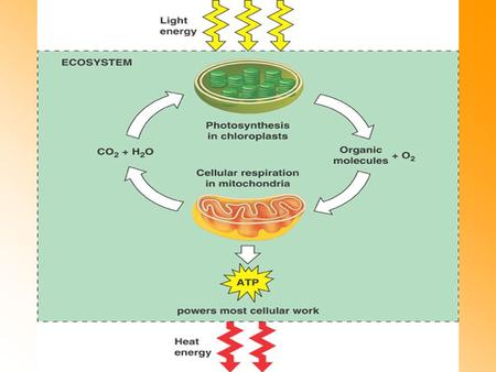 Harvesting Chemical Energy So we see how energy enters food chains (via autotrophs) we can look at how organisms use that energy to fuel their bodies.