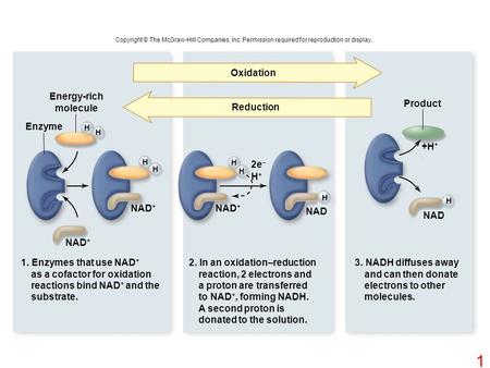 Copyright © The McGraw-Hill Companies, Inc. Permission required for reproduction or display. Product Enzyme NAD + NAD 2e – H+H+ +H + Energy-rich molecule.