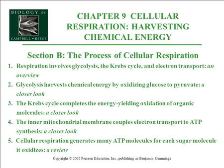 CHAPTER 9 CELLULAR RESPIRATION: HARVESTING CHEMICAL ENERGY