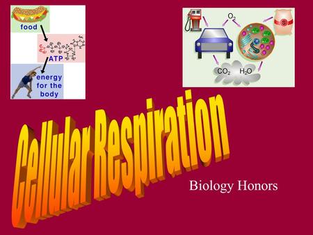 Biology Honors. First, a little about ATP ATP– the energy that our cells use Cells use glucose to make ATP When the cell needs energy, it breaks ATP When.