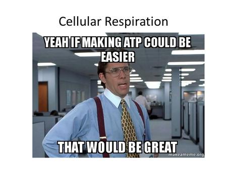 Cellular Respiration. By the end of this class you should understand: The major processes that living things use to make energy The relationship between.