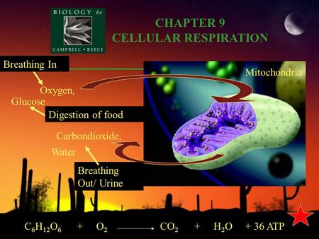 CHAPTER 9 CELLULAR RESPIRATION