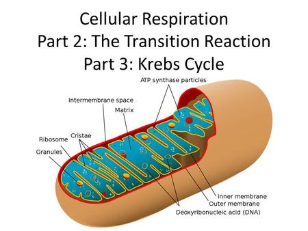 Part 2: Transition Reaction