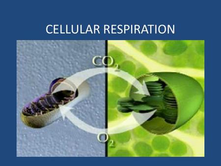 CELLULAR RESPIRATION.