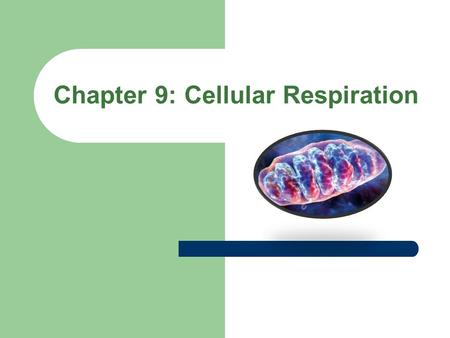 Chapter 9: Cellular Respiration