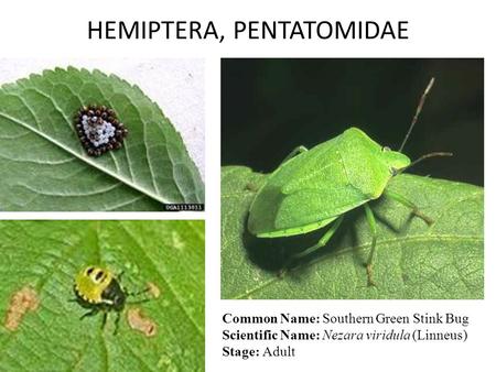 HEMIPTERA, PENTATOMIDAE