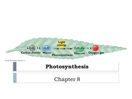 Photosynthesis Chapter 8