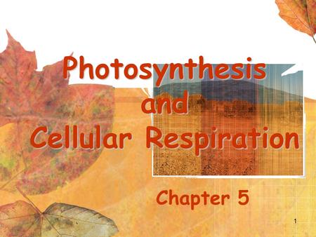 Photosynthesis and Cellular Respiration