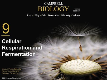 Cellular Respiration and Fermentation