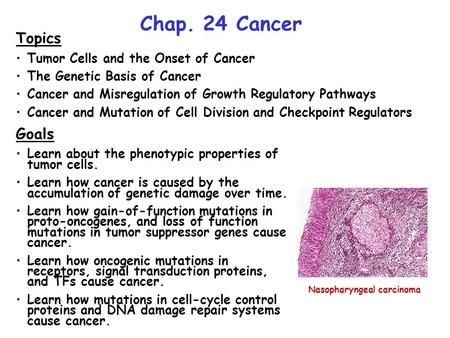 Chap. 24 Cancer Topics Goals Tumor Cells and the Onset of Cancer