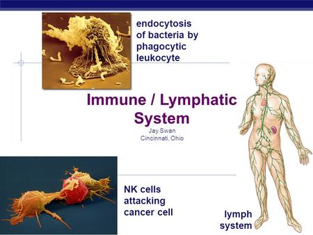 AP Biology 2007-2008 Immune / Lymphatic System Jay Swan Cincinnati, Ohio NK cells attacking cancer cell endocytosis of bacteria by phagocytic leukocyte.