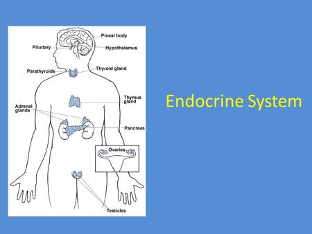 Endocrine System.