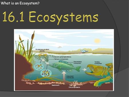 What is an Ecosystem? 16.1 Ecosystems.