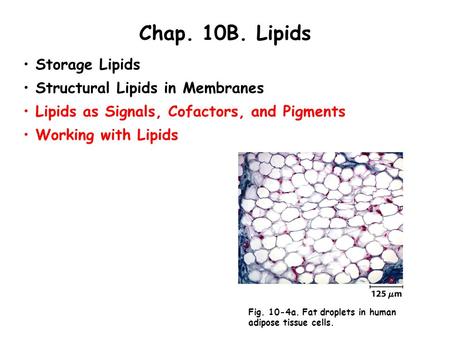 Chap. 10B. Lipids Storage Lipids Structural Lipids in Membranes