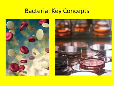 Bacteria: Key Concepts. Inquiry: Are Robots Attacking? Pg. 228 in your textbook How does the size of a bacterium compare to that of a virus? Viruses are.