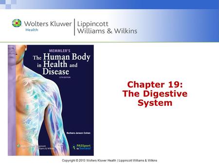 Chapter 19: The Digestive System