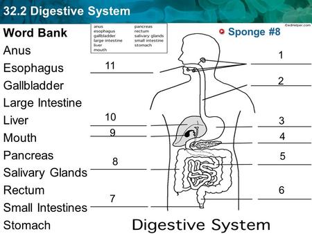 Word Bank Anus Esophagus Gallbladder Large Intestine Liver Mouth