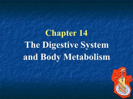 Chapter 14 The Digestive System and Body Metabolism