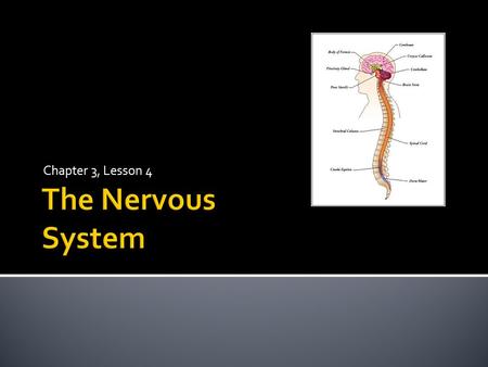 Chapter 3, Lesson 4.  Job: Carries messages to and from the brain, spinal cord, and all other parts of the body  Tells the body how to respond to its.