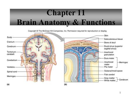 Chapter 11 Brain Anatomy & Functions