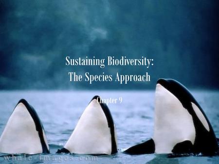 Sustaining Biodiversity: The Species Approach