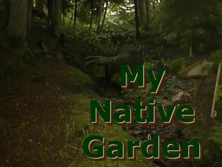 My Native Garden. Common NameSceintific NameLiving Environment Silver FernCyathea DealbataSunny and Dry conditions… Purple Cabbage TreeCordyline Australis.