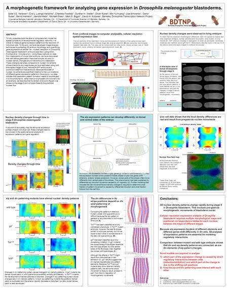 ABSTRACT To fully understand and be able to computationally model the spatial complexity of developmental regulatory networks, it is critical to measure.