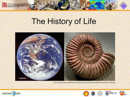 The History of Life © NASA www.fossilmuseum.net/Fossil-Pictures/Ammonites/Ammonite-5/Ammonite-5-1024.jpg.