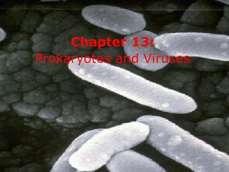 Chapter 13: Prokaryotes and Viruses. Prokaryotes Oldest organisms on Earth The most dominant and successful forms of life Great metabolic diversity and.