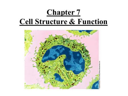 Chapter 7 Cell Structure & Function