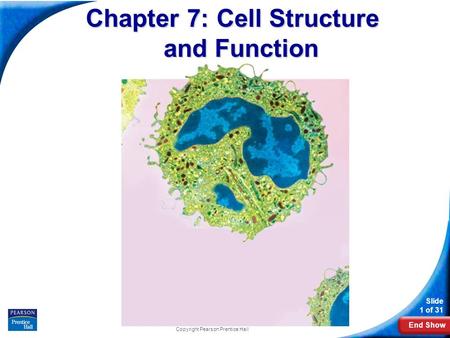 Chapter 7: Cell Structure and Function