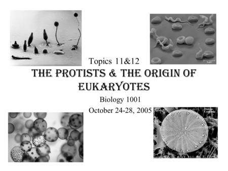 Topics 11&12 The Protists & the Origin of Eukaryotes Biology 1001 October 24-28, 2005.