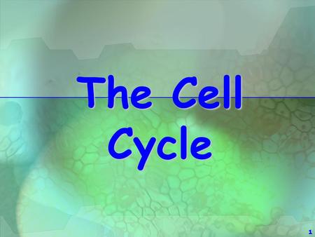 The Cell Cycle.