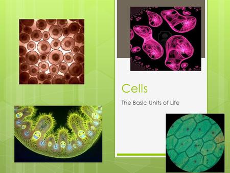 Cells The Basic Units of Life. Cell Theory  Robert Hooke was the first person to describe cells in 1665.  He observed cork cells and plant cells, which.