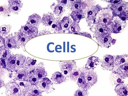 Cells. Essential Question: What are cells and how are they organized? Vocabulary: cellprokaryotes organismeukaryotes unicellularautotrophic multicellularheterotrophic.