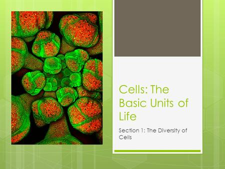 Cells: The Basic Units of Life